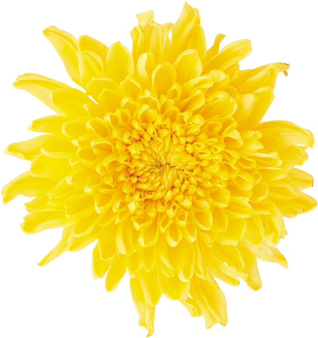 Colorful Pom Poms Png (672x699)