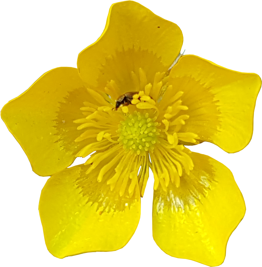 Buttercup Flower Insects - Mecca (964x999)