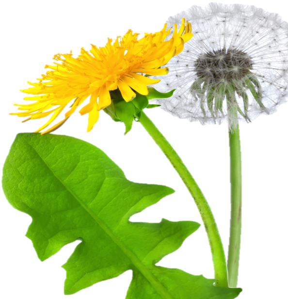 Dandelion Icon Clipart - Dandelion Png (594x617)