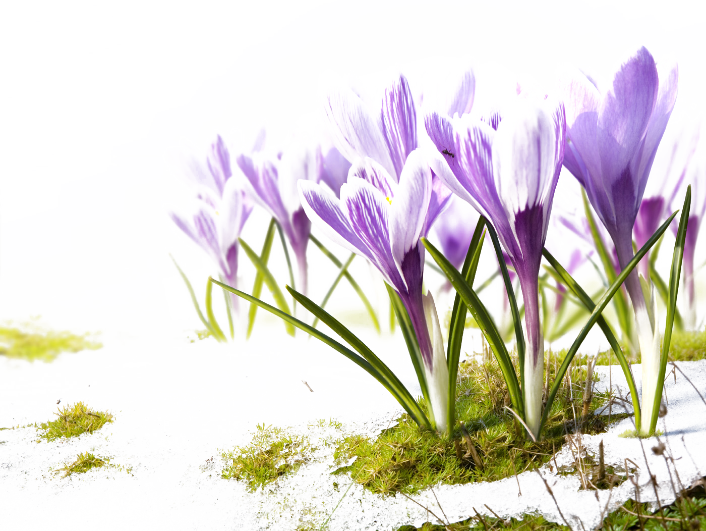 Bible Healing Faith Child John - Bible Verses About Spring (1400x1052)