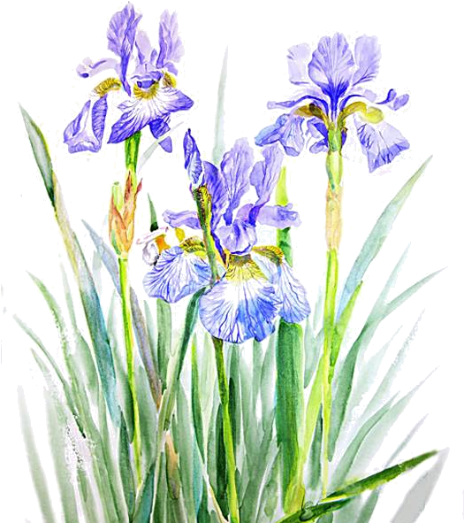 Fleurs, Éclat, Ornement, Flowers, Tubes, Bouquets, - Wall Iris (524x652)