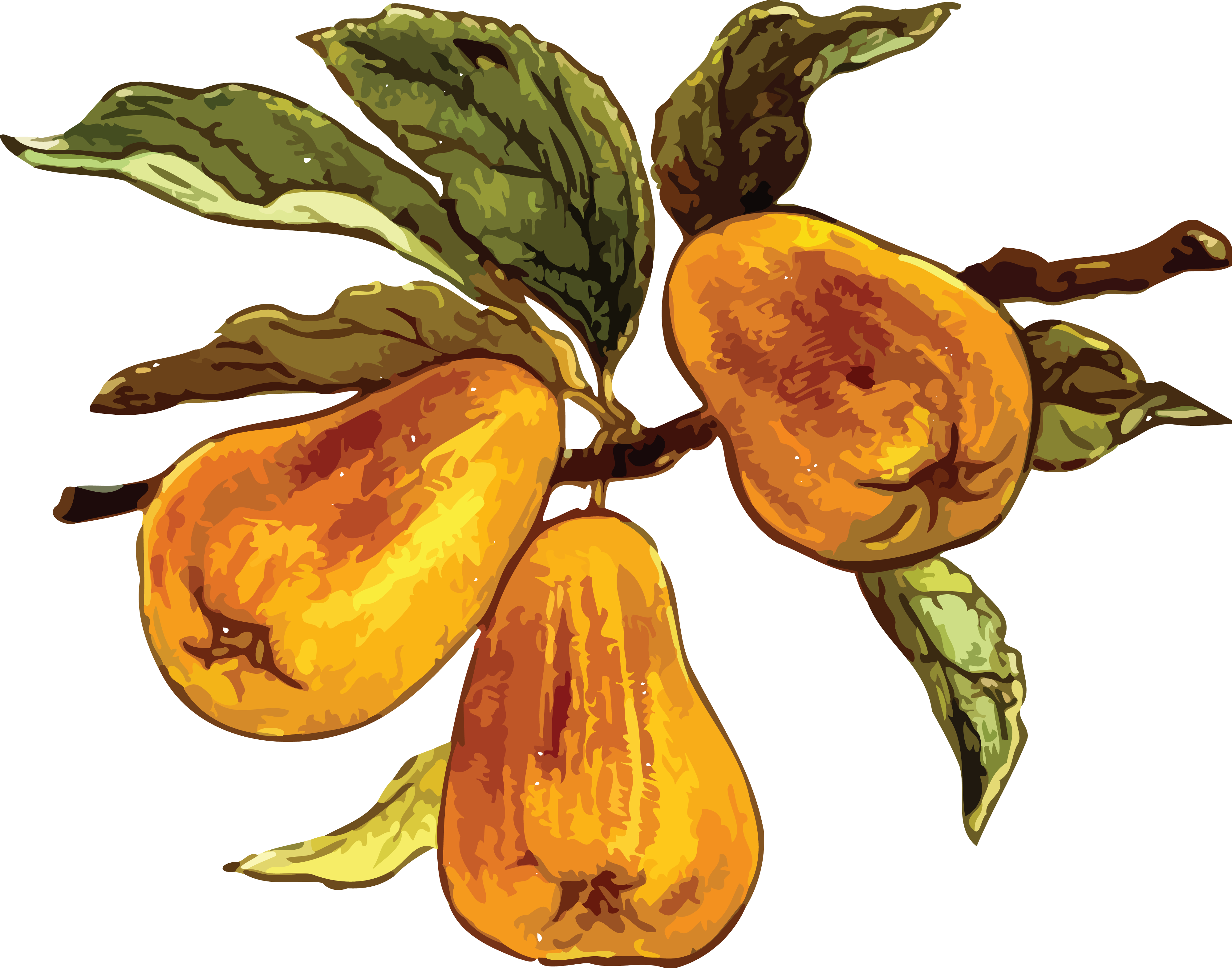 Free Clipart Of A Pear Branch - Pear (4000x3142)