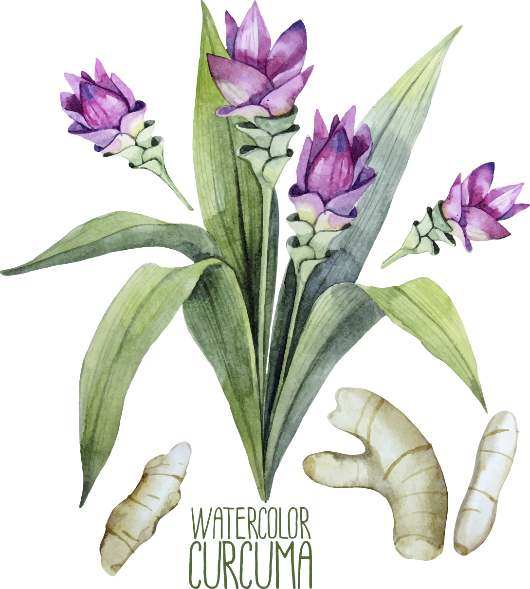 Turmeric Watercolor Painting Curcuma Zedoaria Illustration - Turmeric Watercolor Painting Curcuma Zedoaria Illustration (1089x1210)