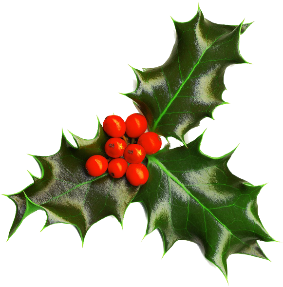 Holly Image Christmas Seasonal Portable Network Graphics - Christmas Holly Transparent Background (600x600)