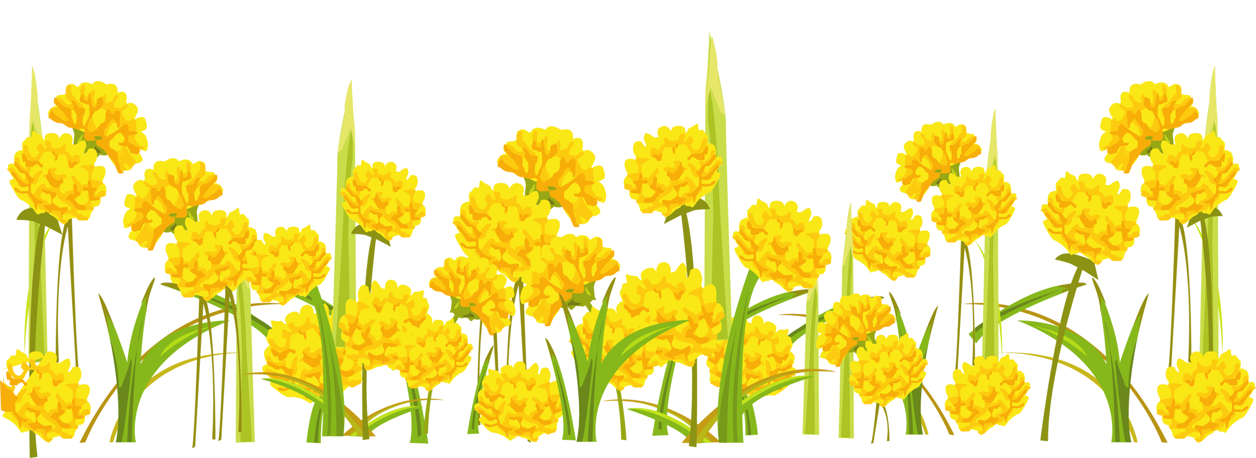 Related Dandelion Clipart Transparent Background - Frames For Photoshop (2468x900)