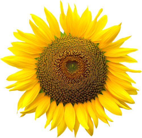 Portable Network Graphics - Sunflower Png (500x486)