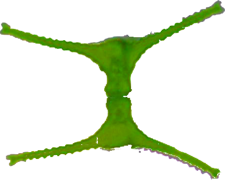 Basic Html Language - Invertebrate (460x374)