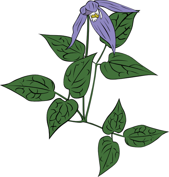 Free Vector Clematis Occidentalis Clip Art - Old Fashioned Garden [book] (2289x2400)