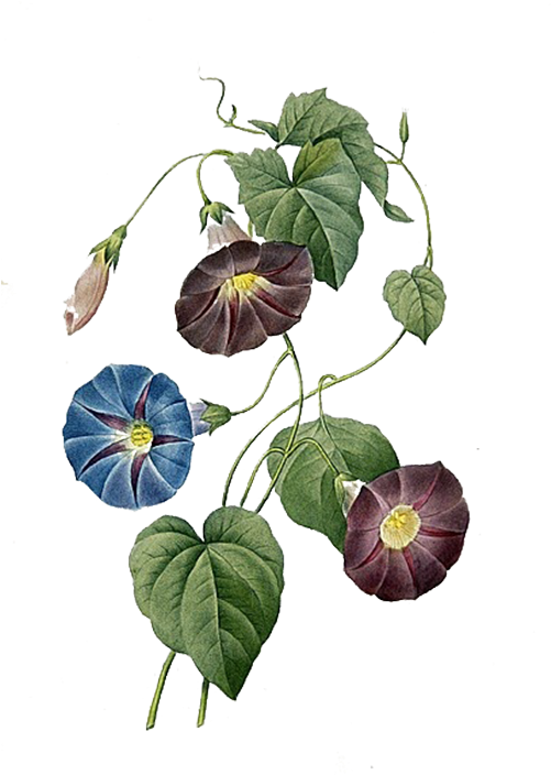 Ipomoea Quamoclit Ipomoea Indica Ipomoea Purpurea Morning - Morning Glory Flower Design (500x720)