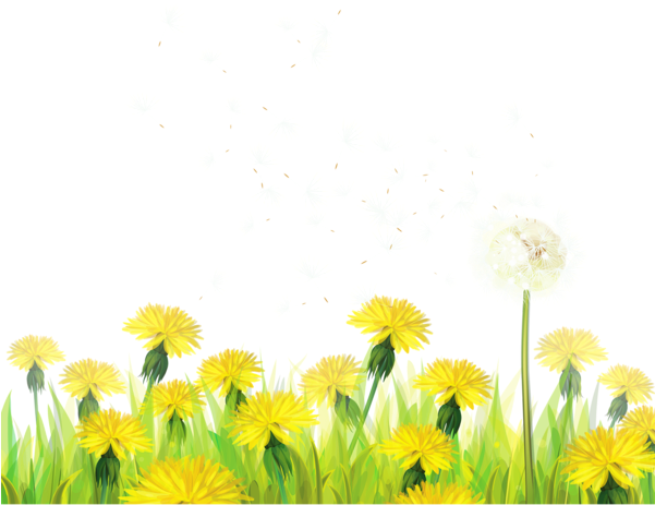 Transparent Grass With Dandelions Clipart - Dandelion Clipart (600x491)