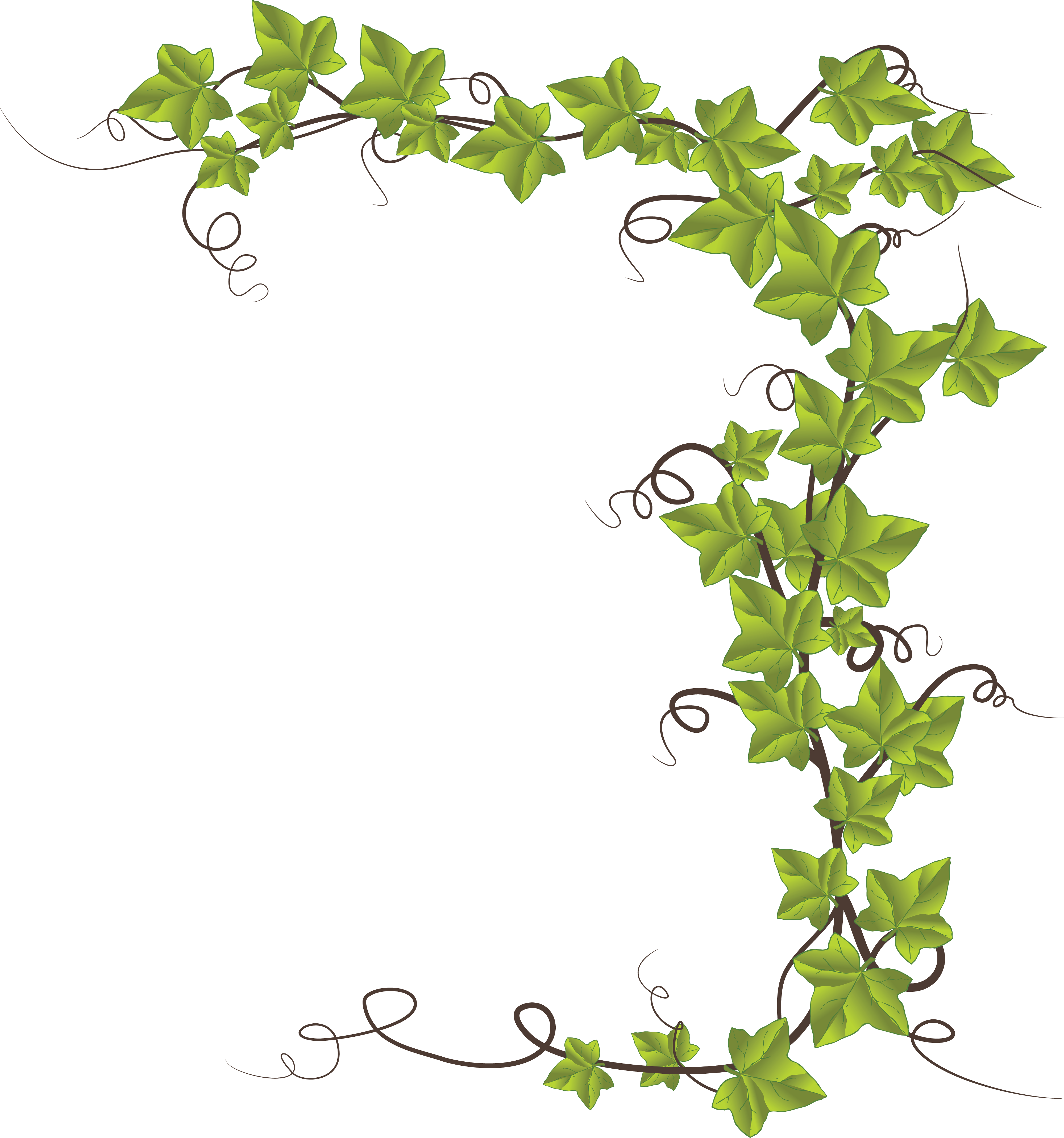 Free Clipart Of An Ivy Border - Monkeyshine Wine Mr. Right And Mrs. Always Right 15 (4000x4279)