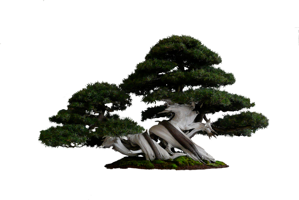 Portable Network Graphics Wikipedia - Cool Tree Png (1024x768)