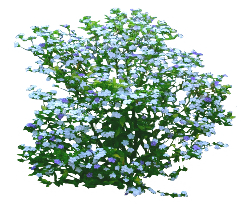 It Stands For Portable Network Graphics - Brunfelsia Pauciflora (900x900)