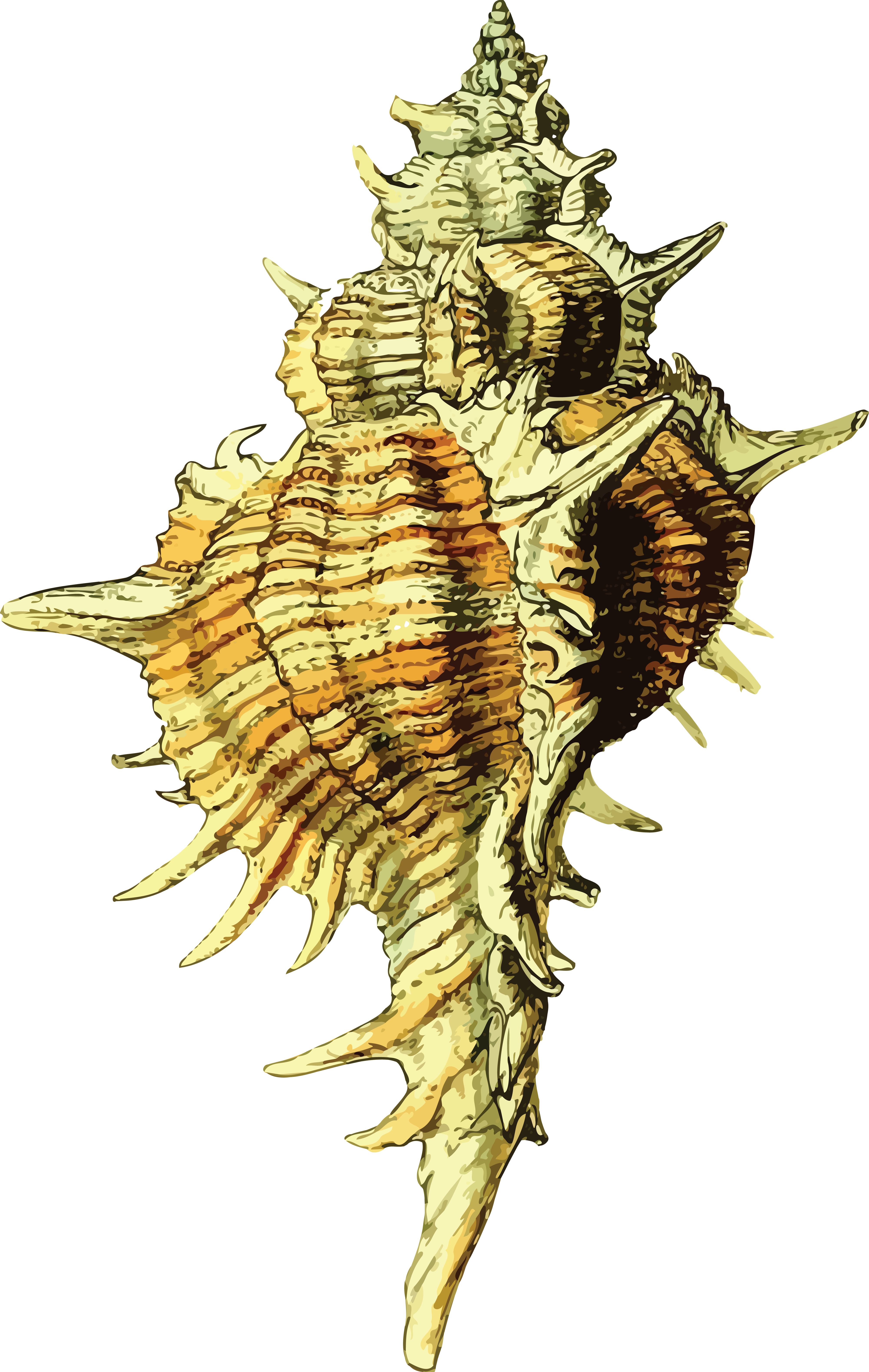 Free Clipart Of A Conch Sea Shell - Portable Network Graphics (4000x6313)
