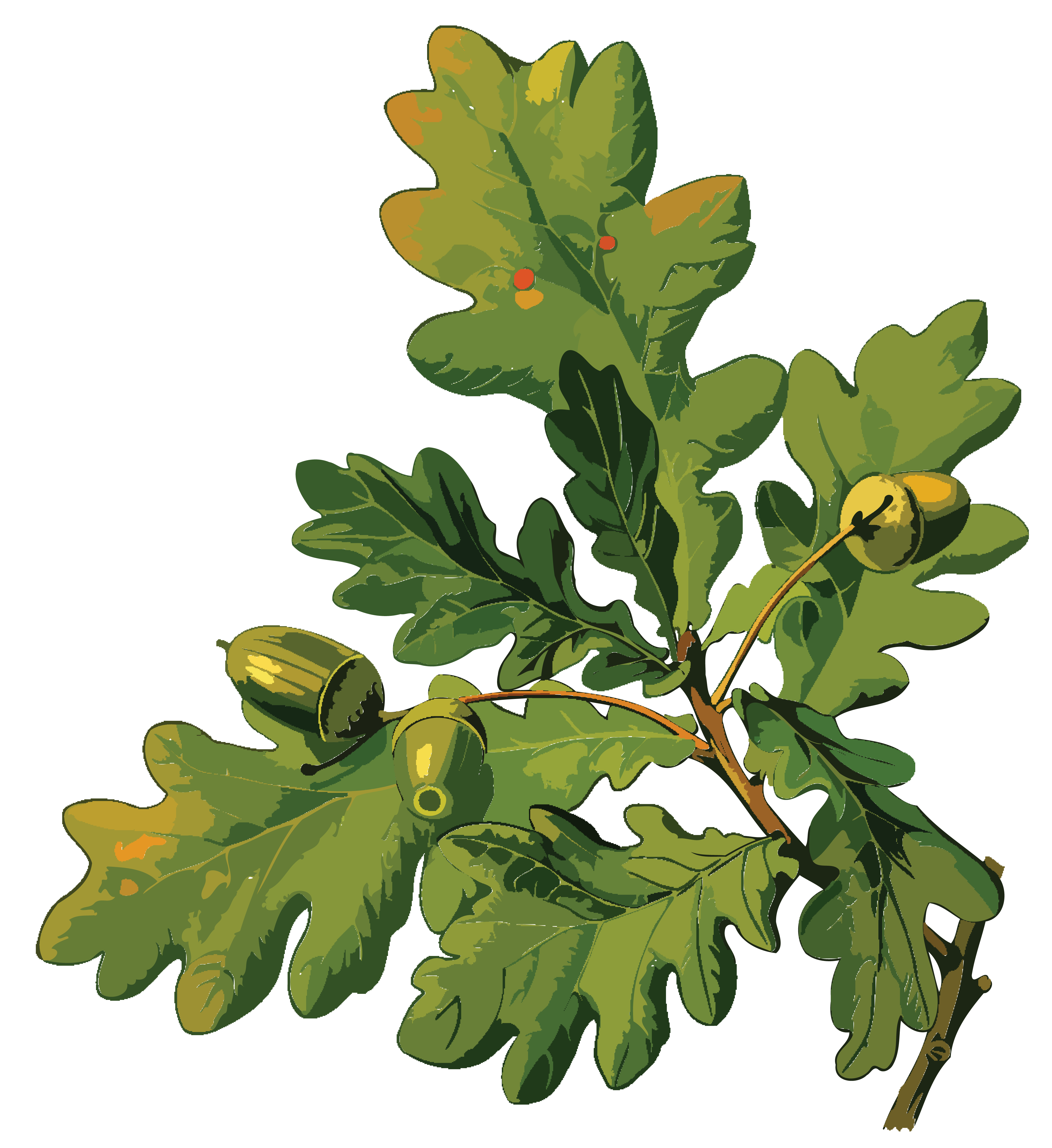 Free Clipart Of An Oak Branch - Clipart Oak (4000x4364)