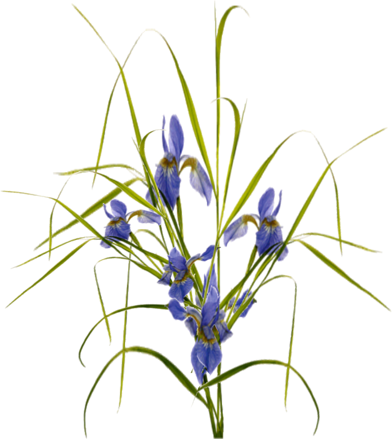 Jacey-iris Plant Texture - Saffron Crocus (841x943)