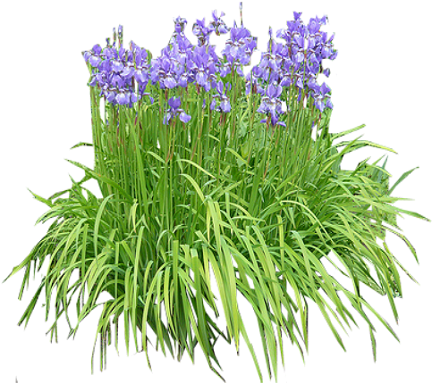 Iris -purple - Iris Plant Png (512x512)