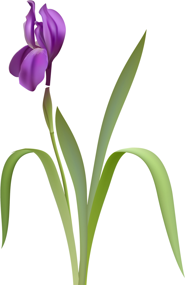 Flower Iris Versicolor Clip Art - Flower Iris Versicolor Clip Art (789x1200)