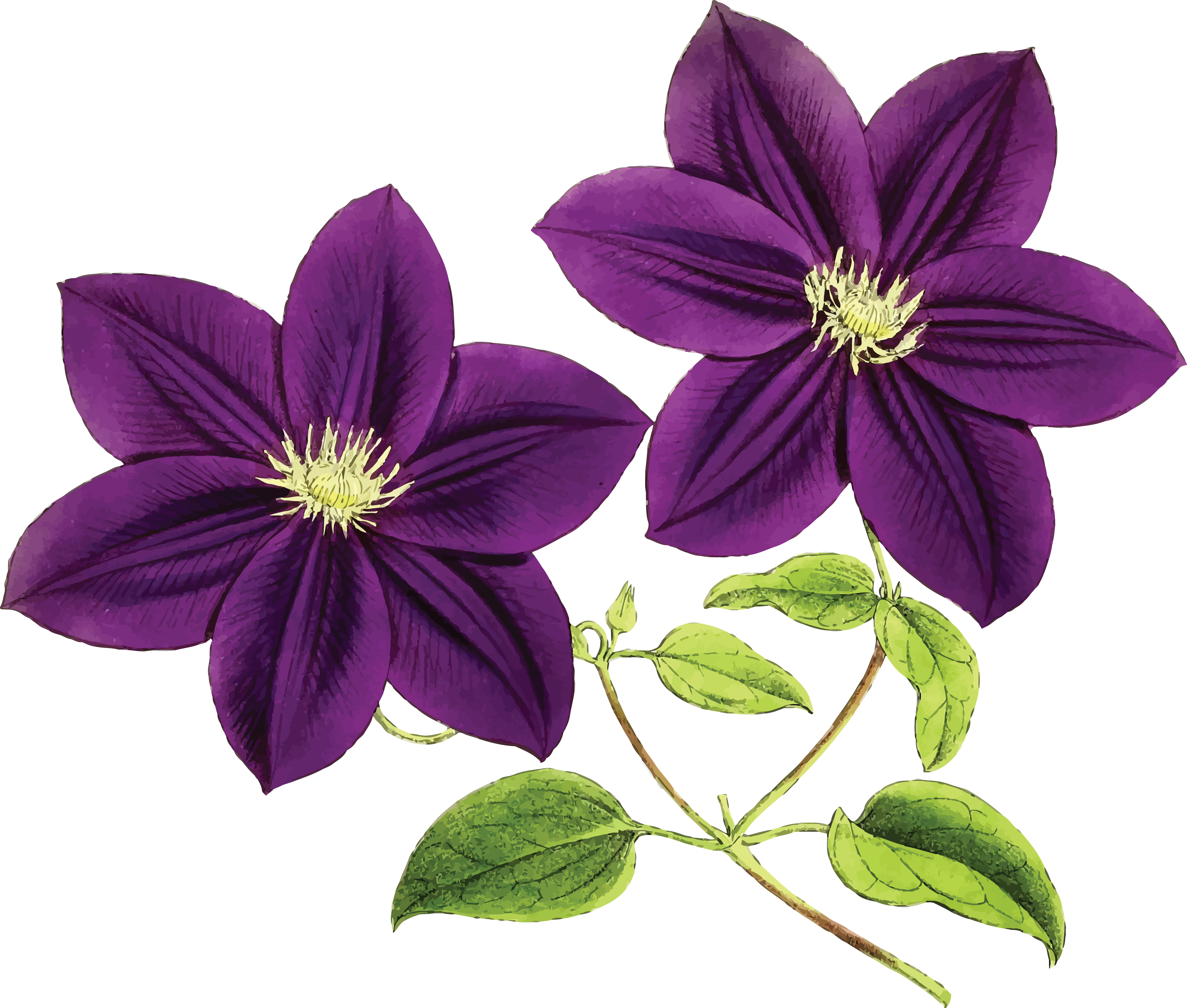 Free Clipart Of Clematis Flowers - Clip Art Purple Flowers (4000x3397)