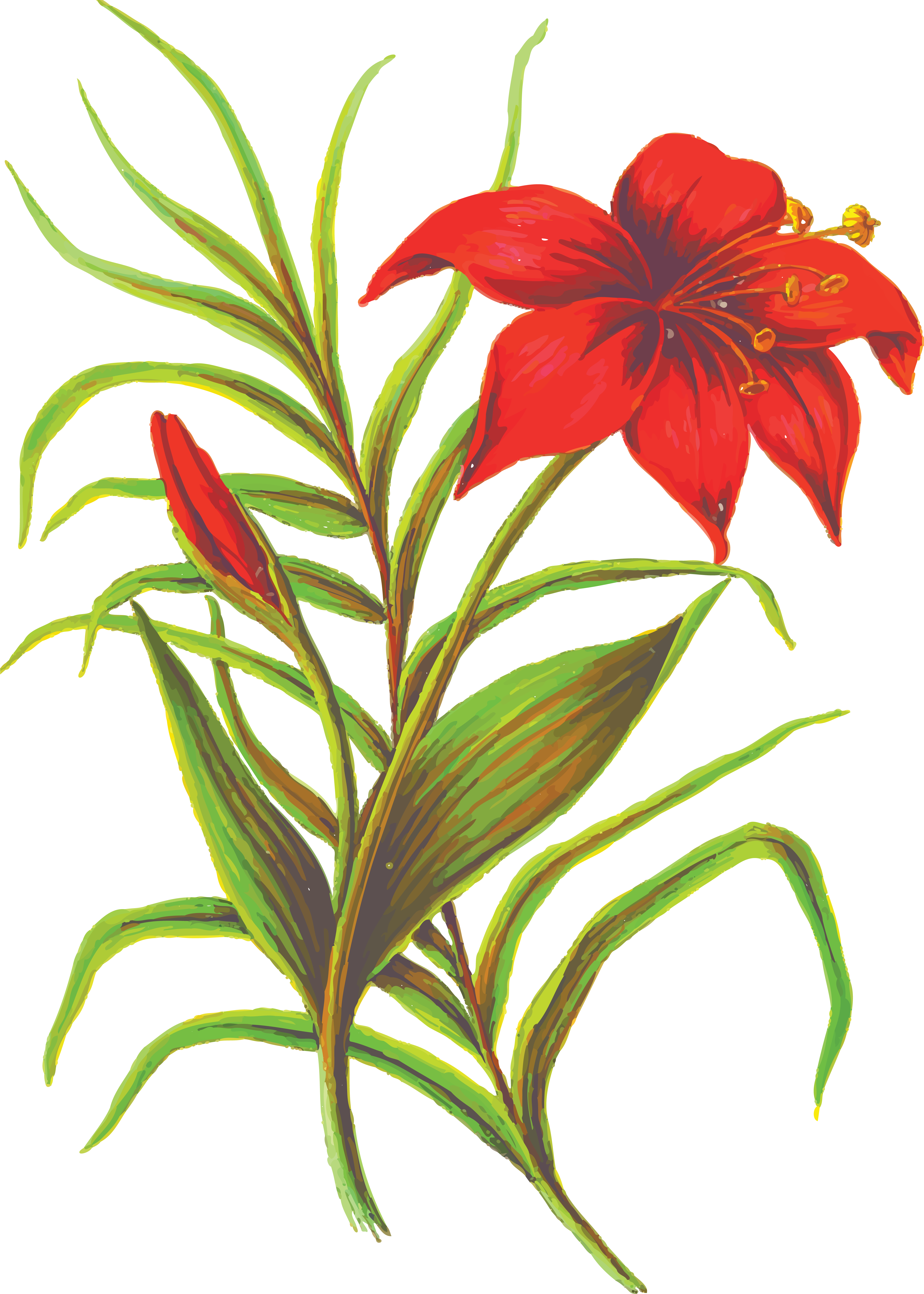 Free Clipart Of A Lily Plant - Silhouette Flower Png (4000x5601)