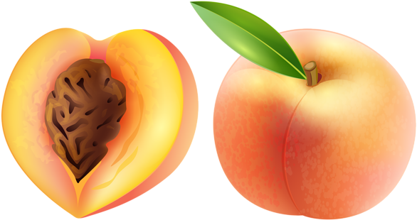 Peaches Clipart Free Download Clip Art Free Clip Art - Peach Clipart (600x324)