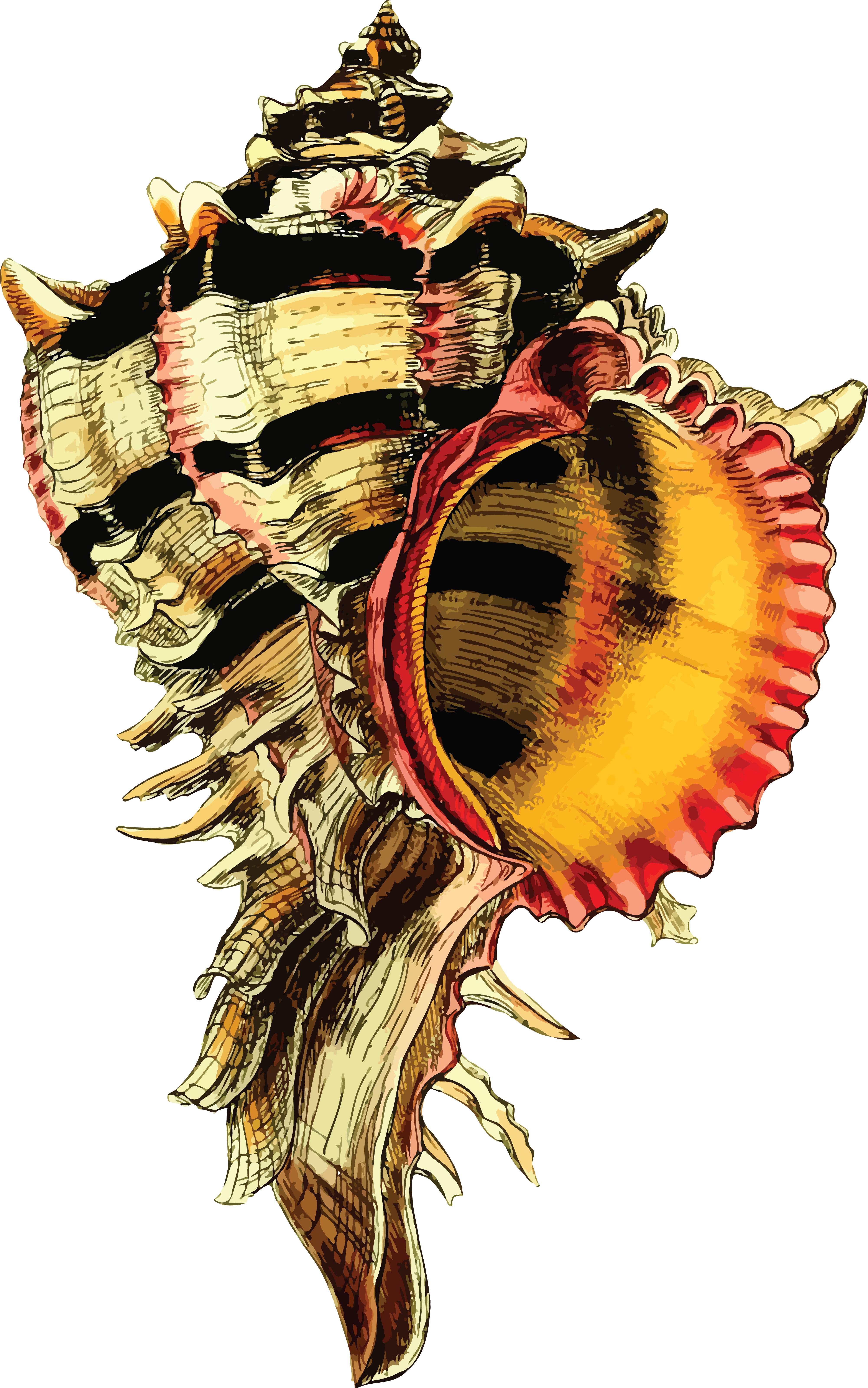 Free Clipart Of A Conch Sea Shell - Rustic Shell Vintage Style Metal Sign (4000x6396)