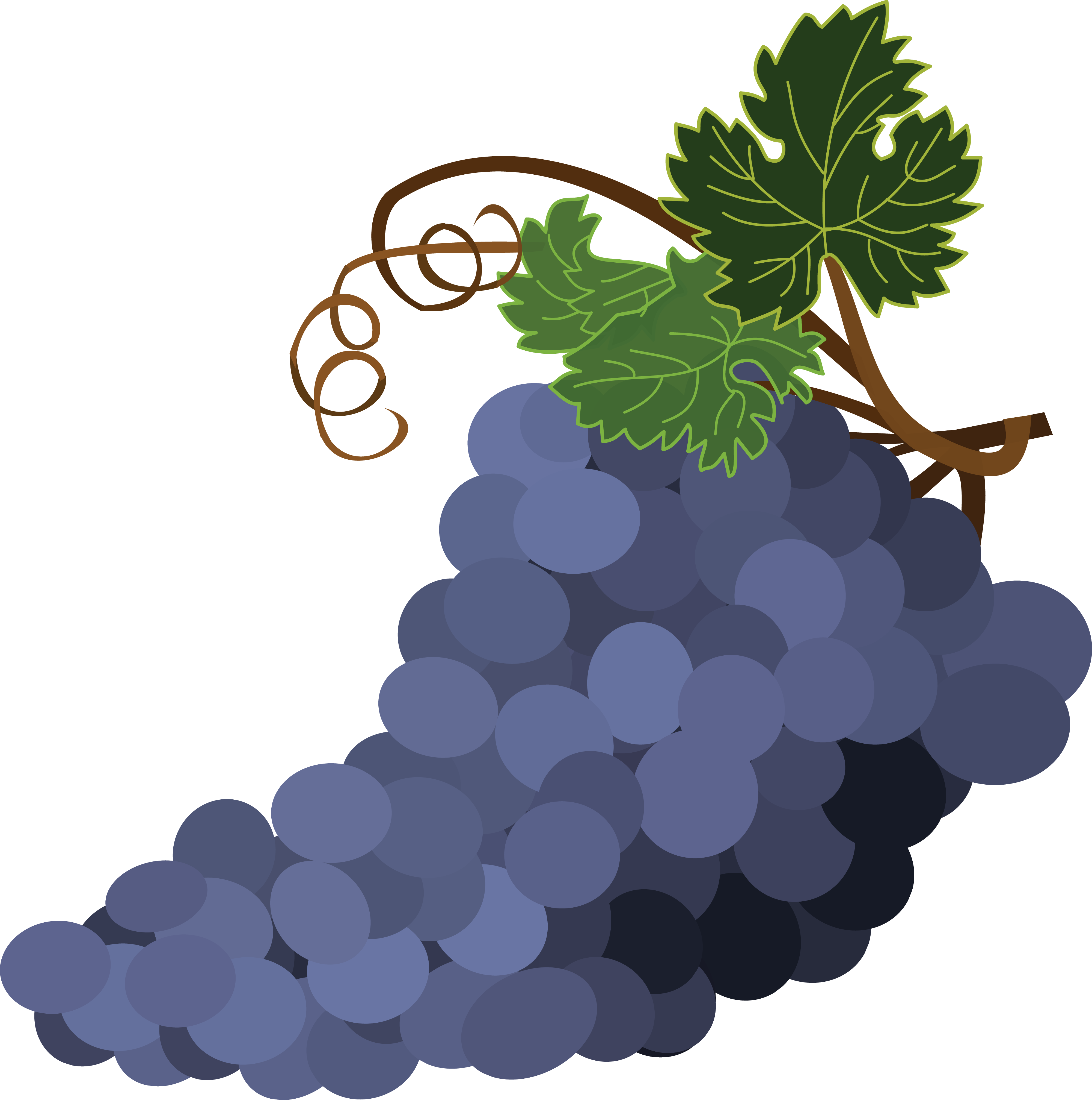 Free Clipart Of Grapes - Grap3s Clipart (4000x4025)