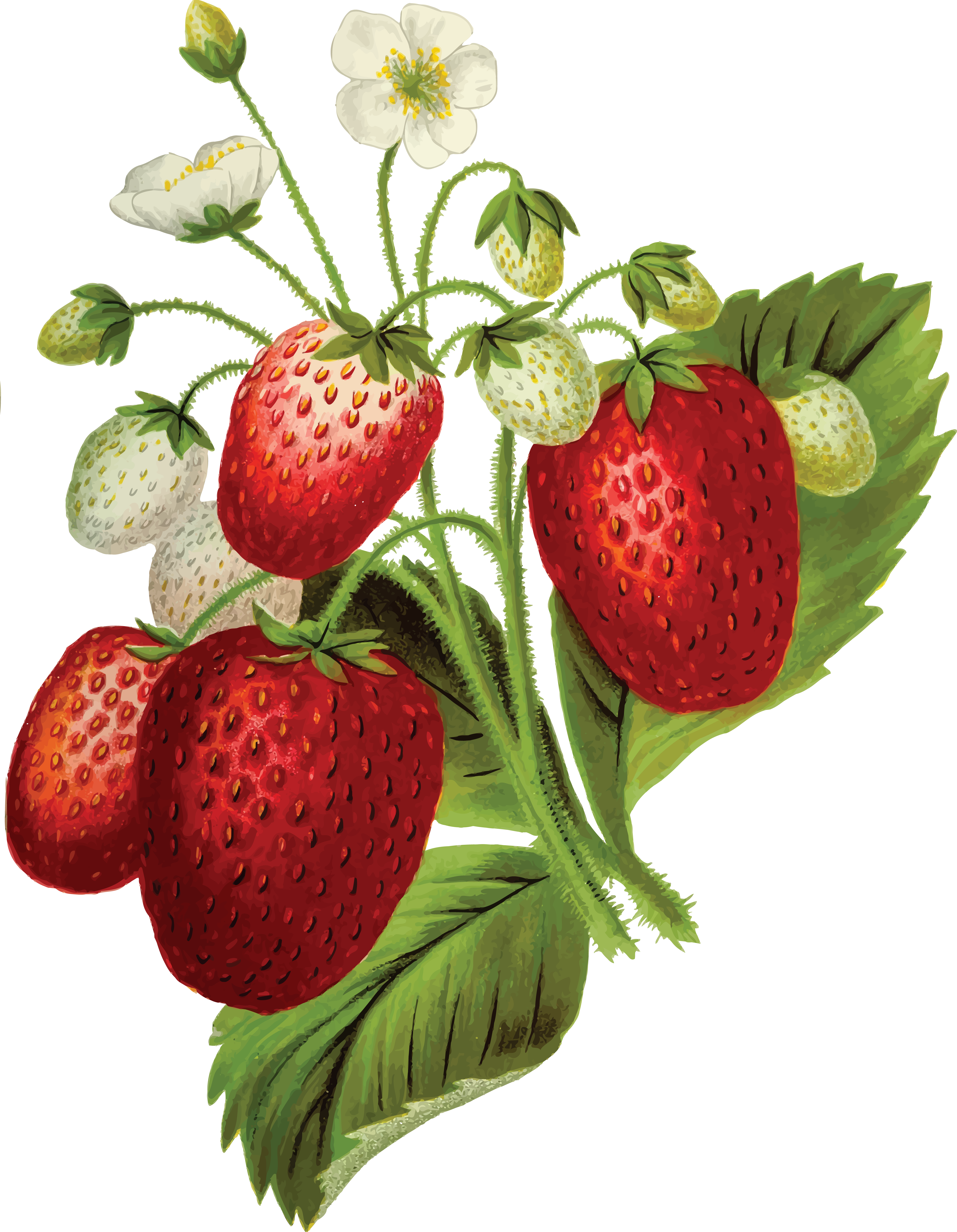 Free Clipart Of A Strawberry Plant - Clip Art Strawberry Plant (4000x5151)