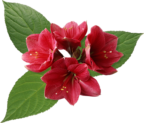 Güzel Romantik Kırmızı Çiçekler , Yeni Romantik Yapraklı - Happy Birthday - With Words Card (500x429)