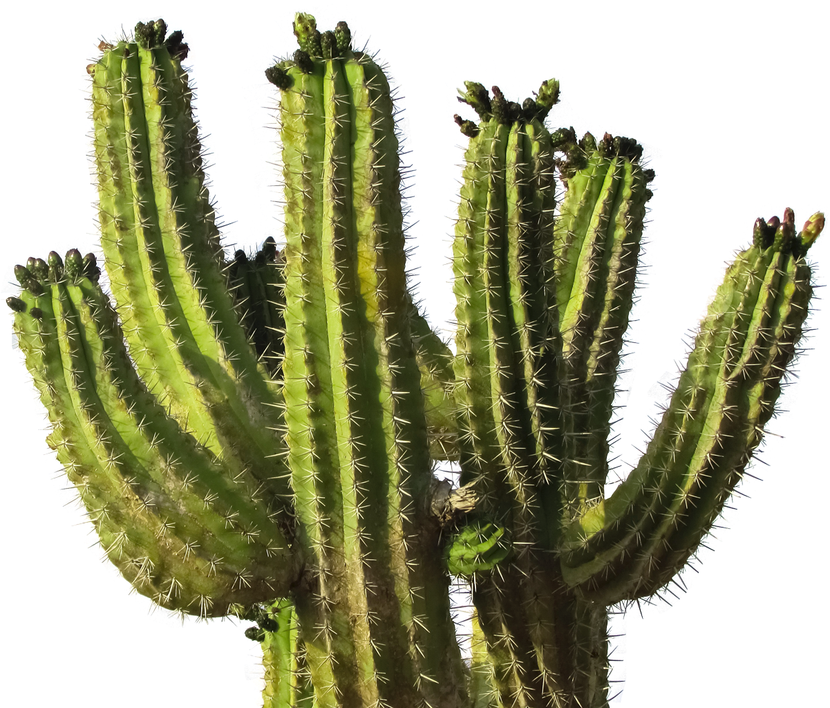 Cactus Png Image - Cactus .png (1270x1048)