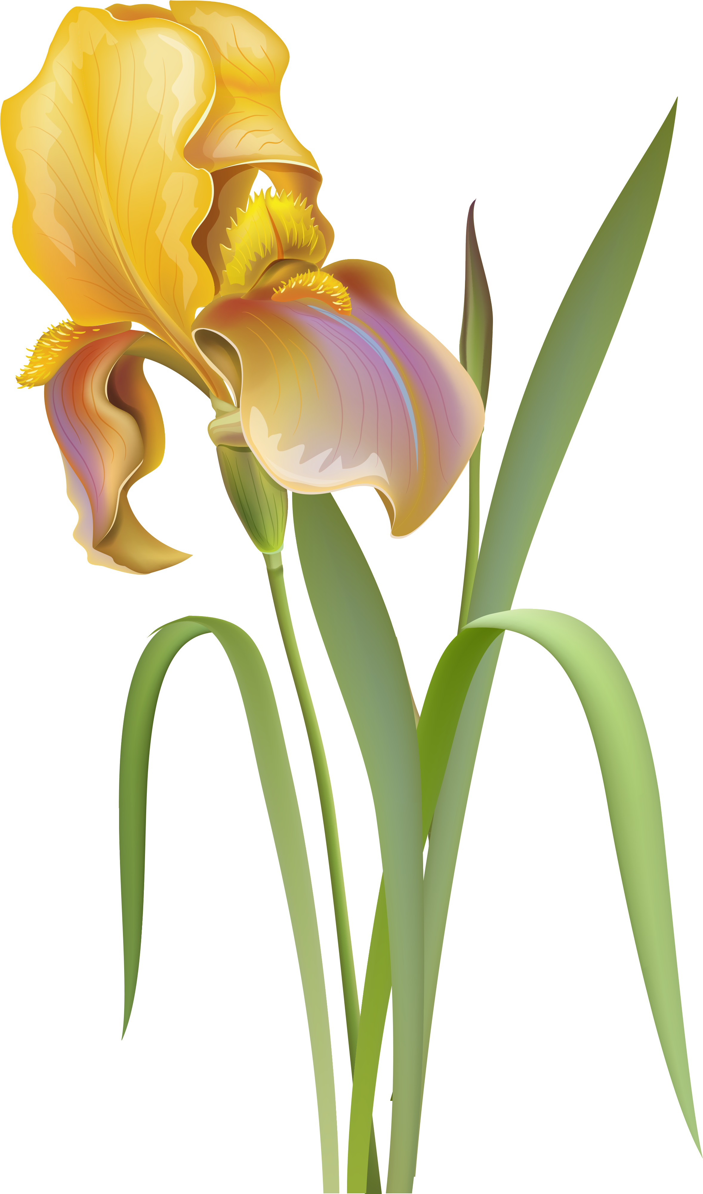 Flower Irises Desktop Wallpaper Clip Art - Flower Irises Desktop Wallpaper Clip Art (2362x3999)