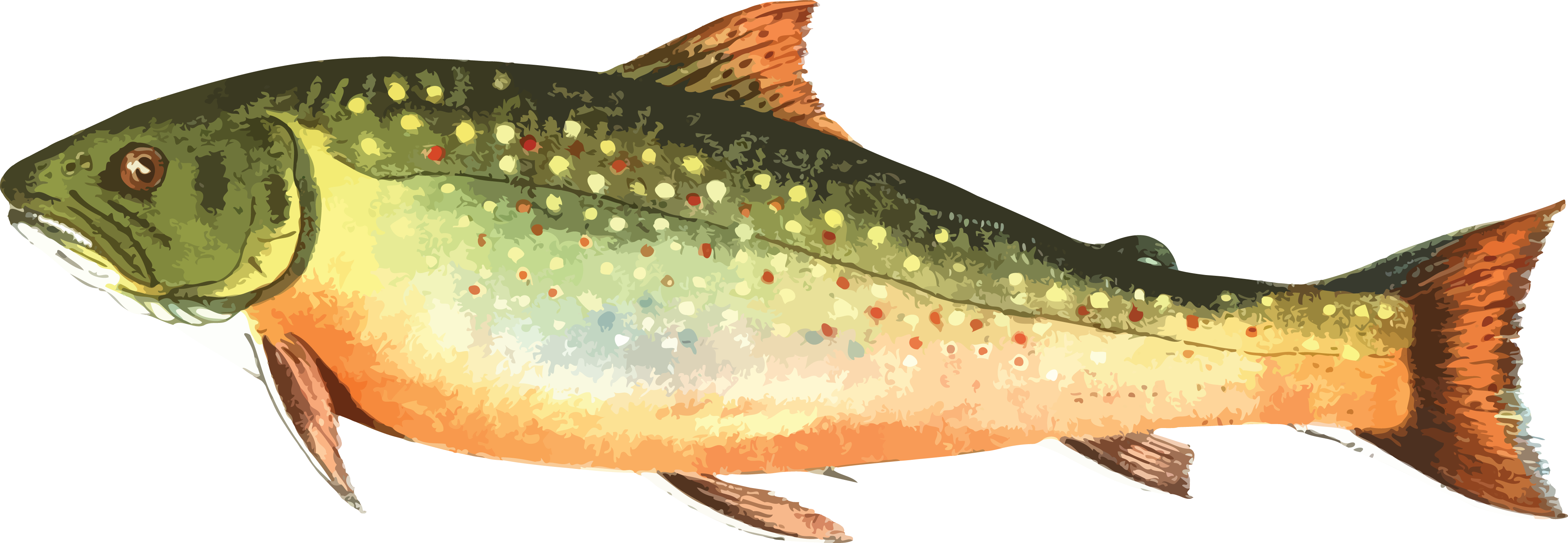 Free Clipart Of A Trout Fish - Trout Fish Clip Art (4000x1384)