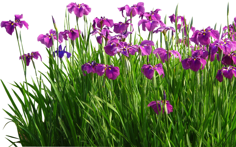 Flower Sweet Flag Garden Grasses - Flower Sweet Flag Garden Grasses (800x800)