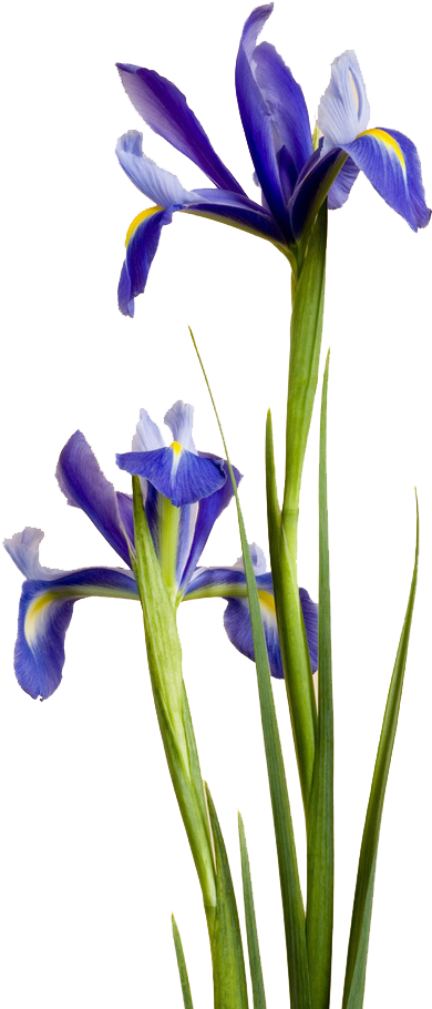 Irises Purple Blue Flower Ipomoea Nil - Irises Purple Blue Flower Ipomoea Nil (658x985)