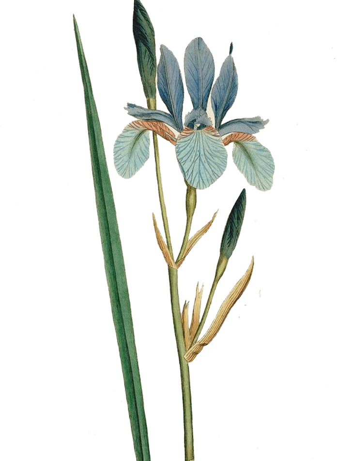 Iris Sibirica Flower Botanical Illustration Curtiss - Iris Sibirica (696x951)