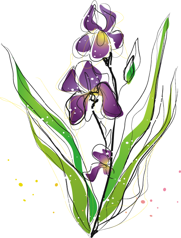 Purple Irises Moth Orchids Plant - Purple Irises Moth Orchids Plant (590x776)