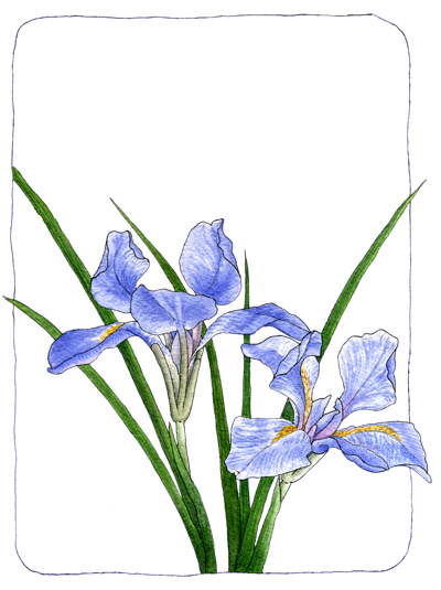 Douglas Iris - Douglas Iris (400x535)
