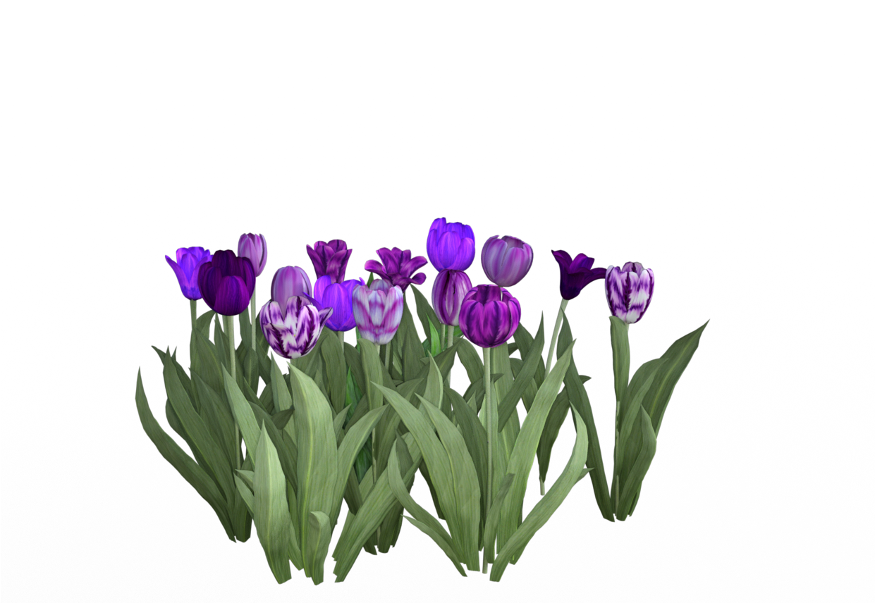 Purple Iray - Lady Tulip (1240x878)