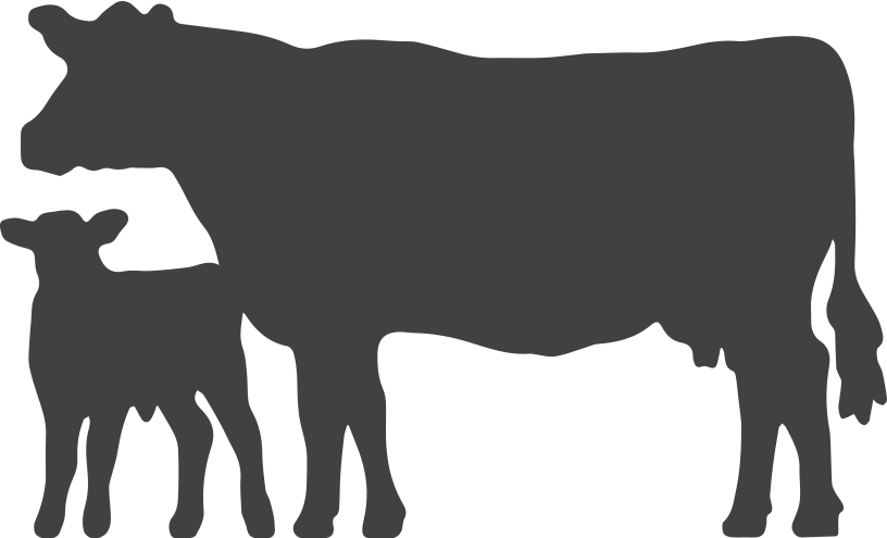Angus Media - Cow And Calf Silhouette (816x495)