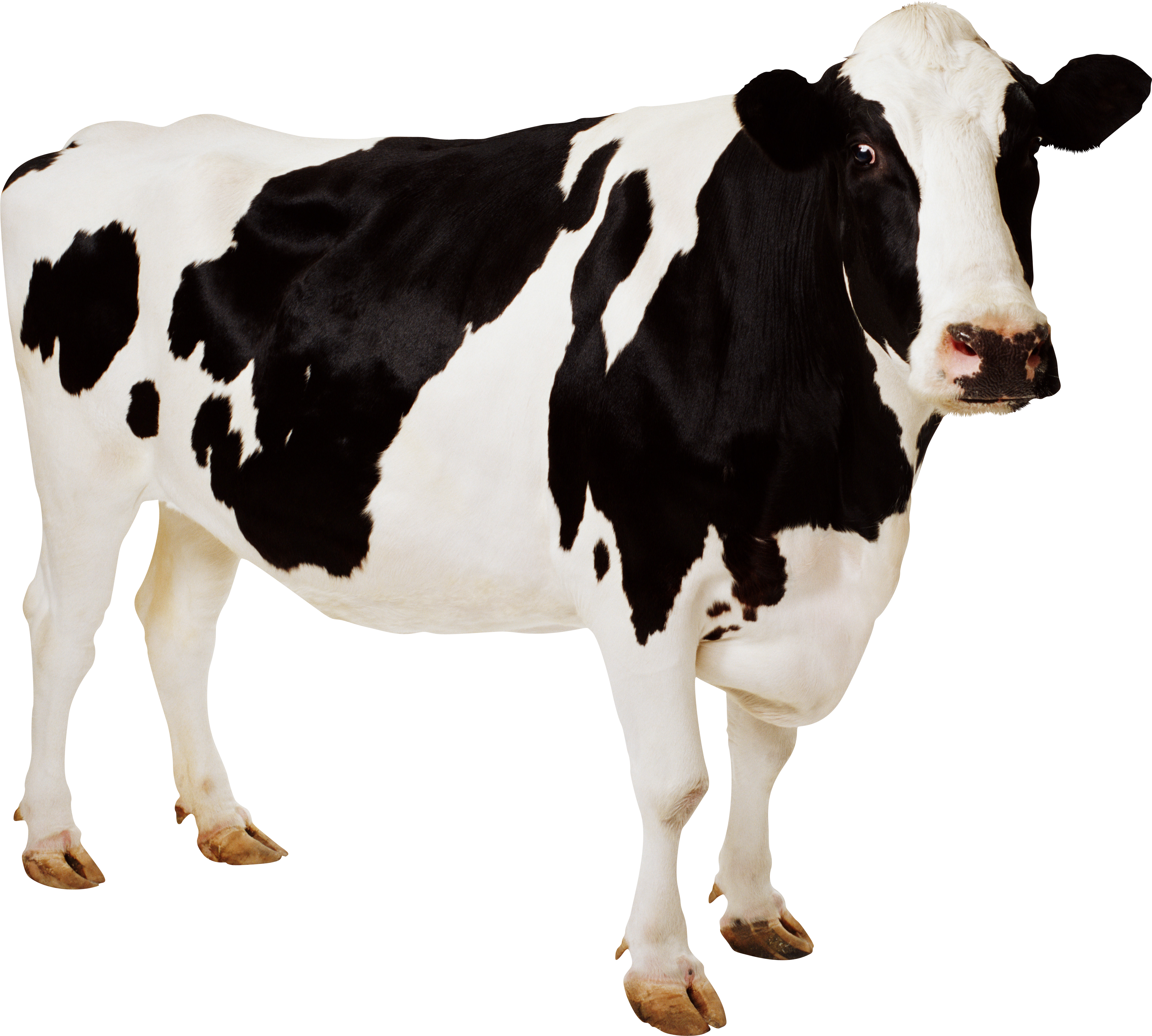 Holstein Dairy Cow Clipart - Farm Animals: Photographic [book] (4076x3666)
