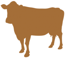 Heifers - Dairy Cow (1200x234)