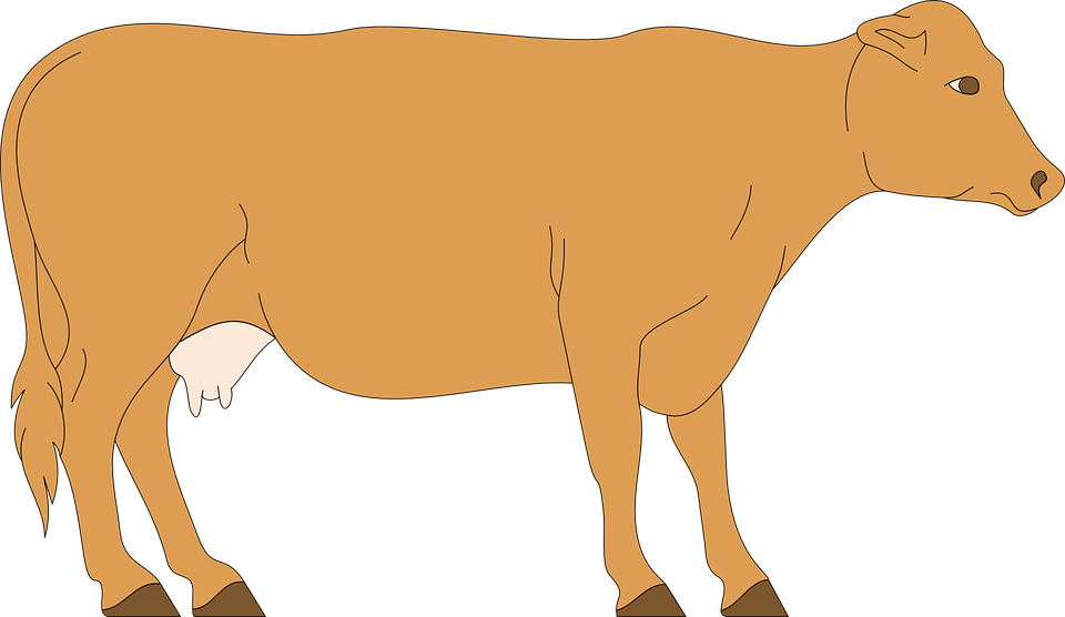 Brown Cow Cartoon Png (960x556)