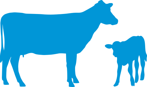 Keeping Track Of Calving And Which Cows Have Calved - Artificial Insemination Of Cow Vector (472x280)