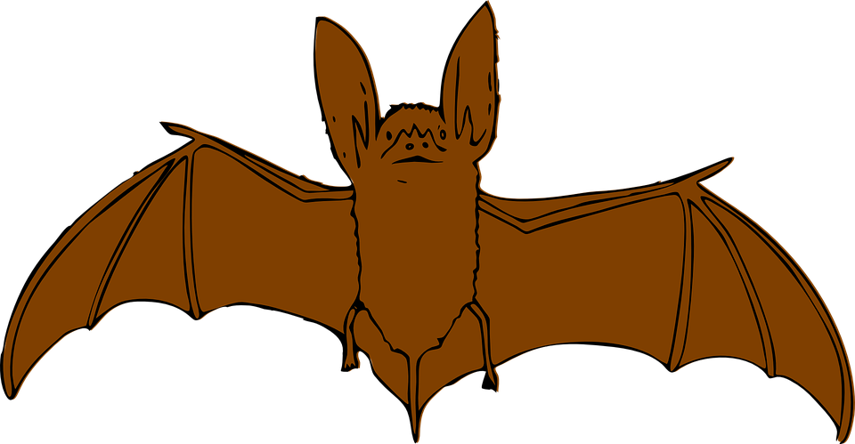Brown Bat Clipart - Little Brown Bat Clip Art (960x499)