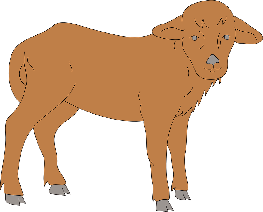 Brown, Standing, Animal, Furry, Hooves, Calf - Calv Clipart (893x720)