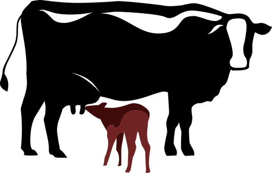 Cow Calf Symbol Animal Cow Cow Cow Cow Cow - Simbolo Vaca (533x340)