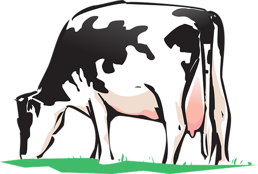 Cow Animal Farm Cow Cow Cow Cow Cow - Cow Drink Water Clipart (504x340)