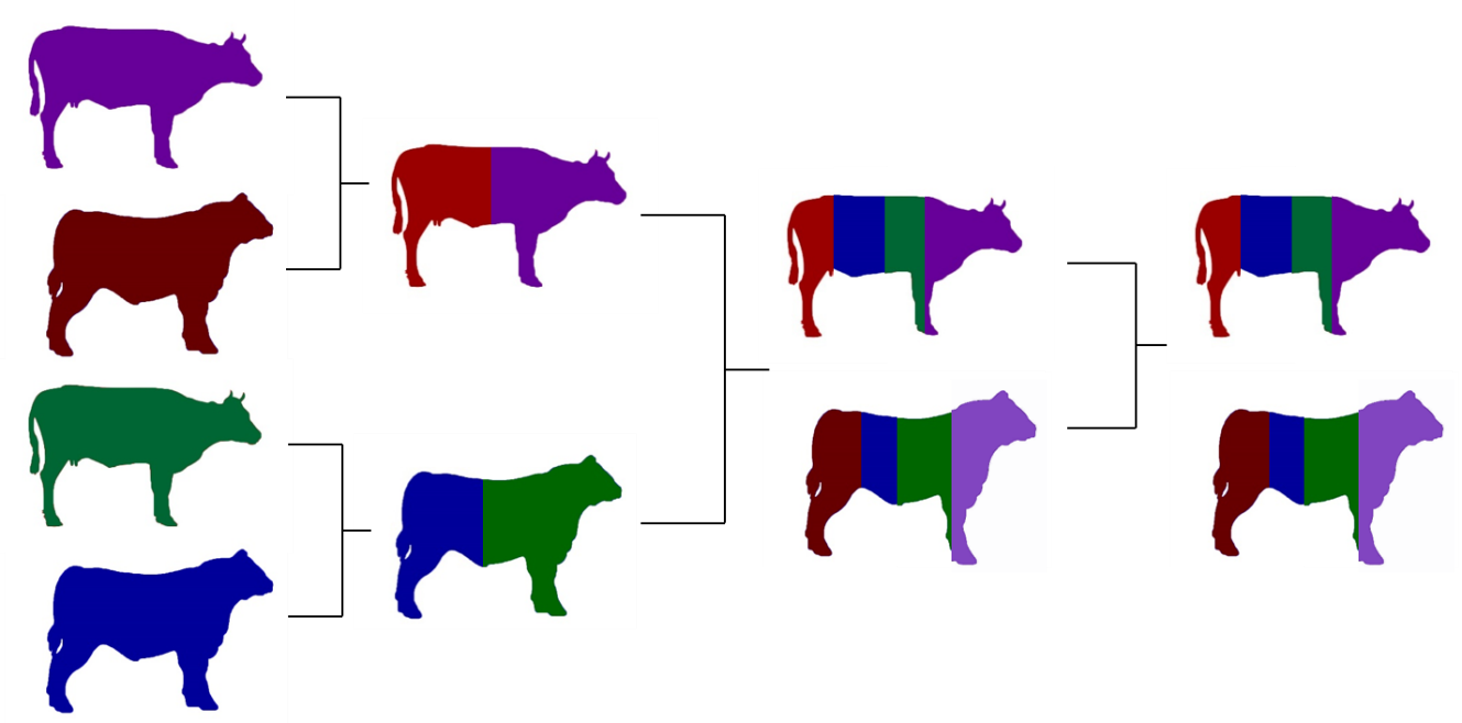 Image Showing A Four Breed Composite - Macelleria (1329x658)