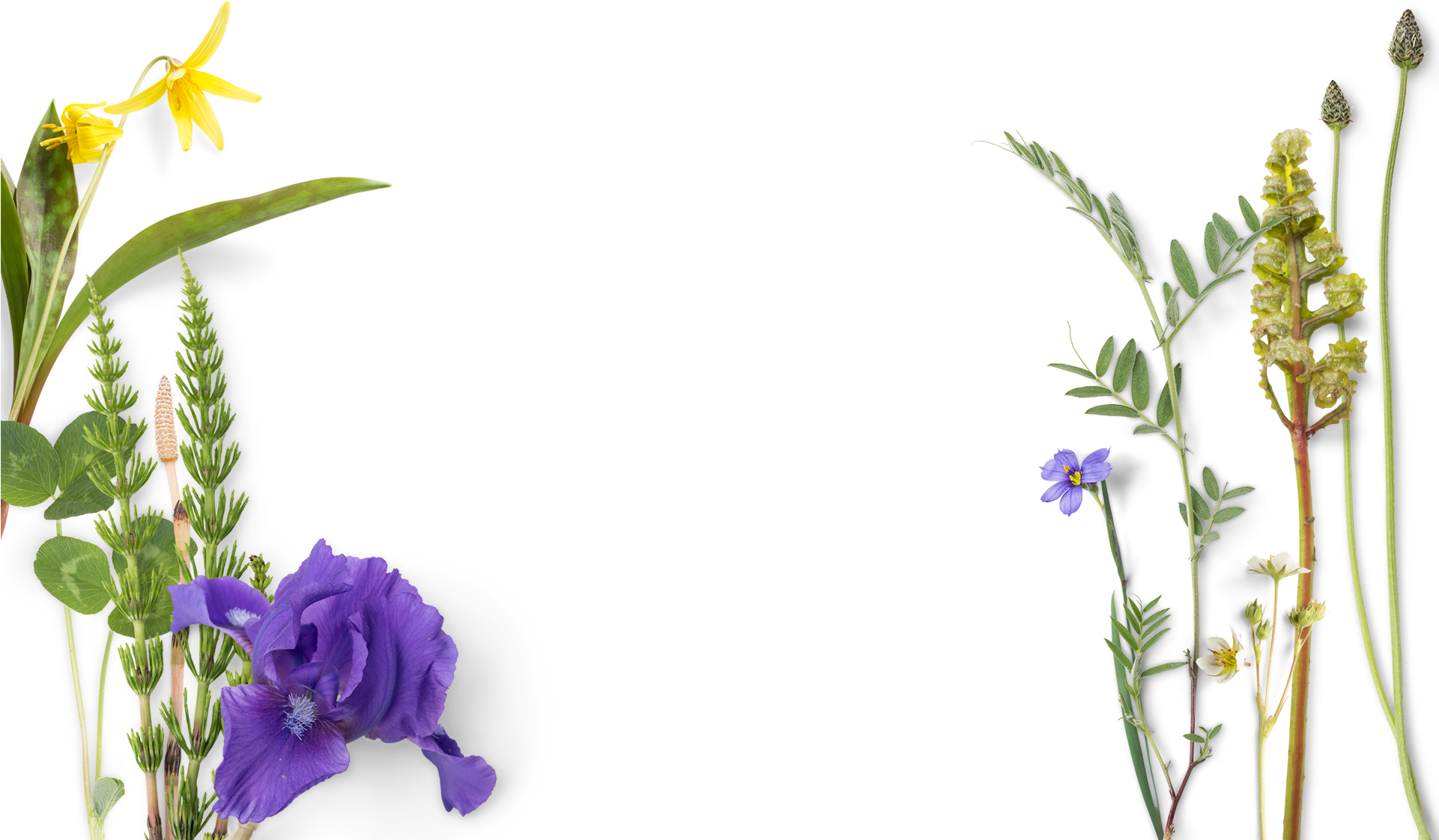 Blue Flowers And Green Leaves - Blue Flowers And Green Leaves (1920x1279)