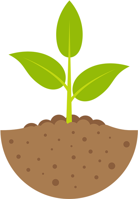 Stage - Plant Growing Process (622x700)